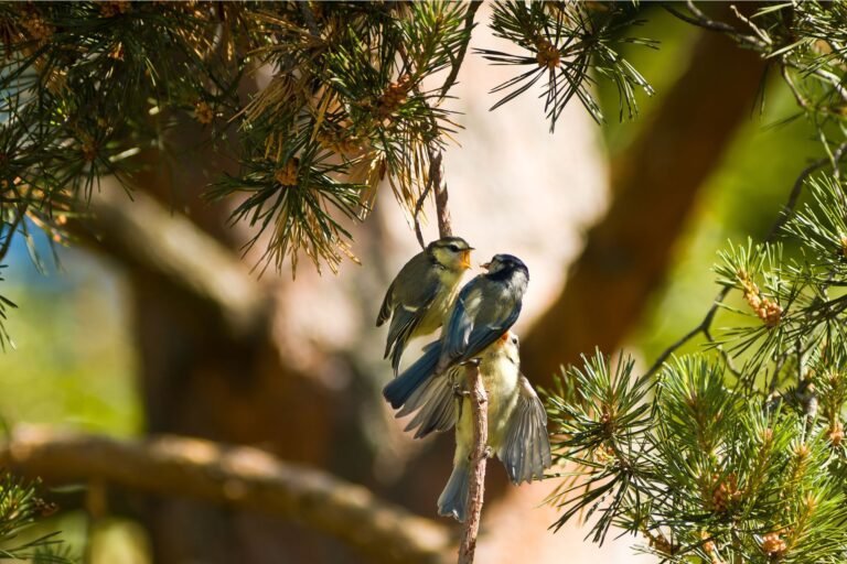 Introduction to Dubai Bird Market: A Paradise for Bird Lovers