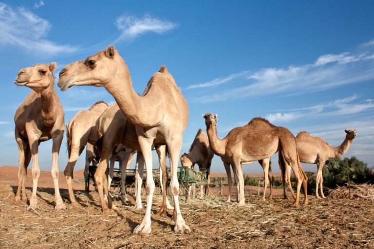 Discover the Best Camel Farms in Dubai for an Authentic Desert Experience